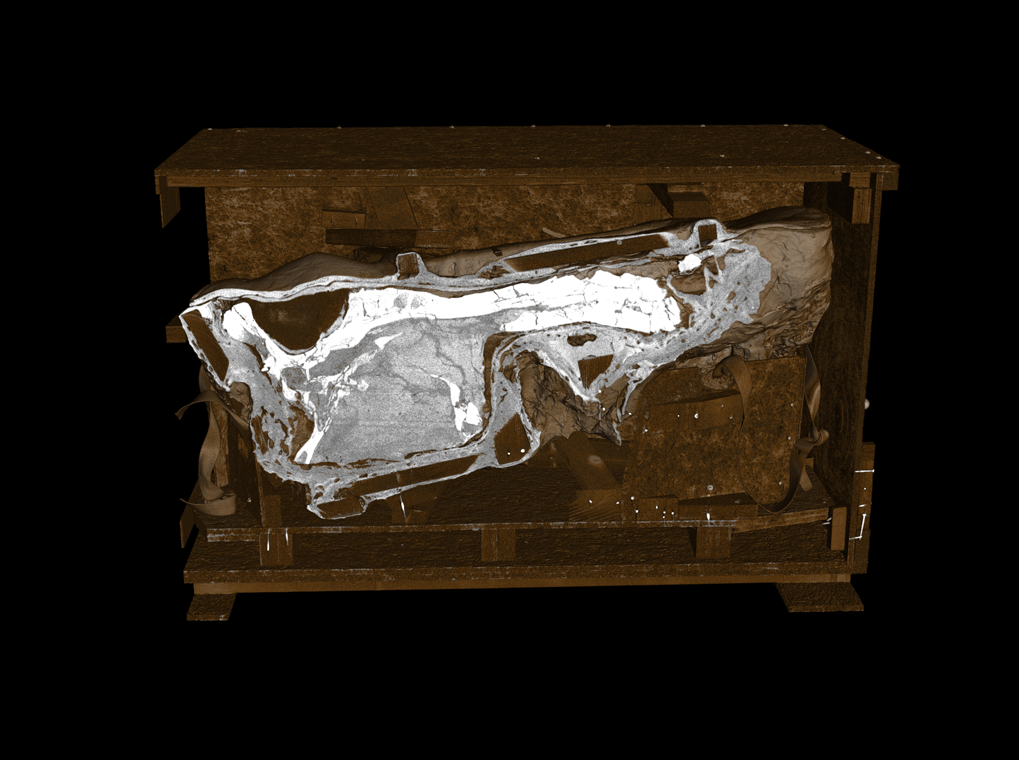 Die Bilder zeigen CT-Aufnahmen eines bedeutenden T. rex-Schädels, die am Fraunhofer-Entwicklungszentrum Röntgentechnik EZRT mit dem weltweit größten Computertomographen aufgenommen wurden. Es sind Aufnahmen mit unterschiedlichen Farbfiltern sowie Perspektiven zu sehen. © Naturalis Biodiversity Center/Fraunhofer IIS