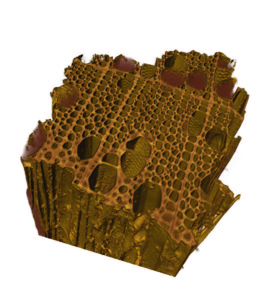 3D-CT-Aufnahme einer Holzprobe