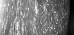 Nanopolar Glanzlichtreduktion