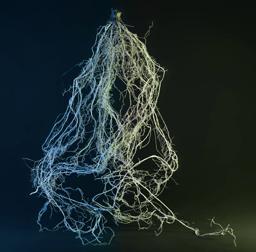 Visualisierung ausgewaschener Wurzelstrukturen einer Maispflanze (optische Aufnahme)