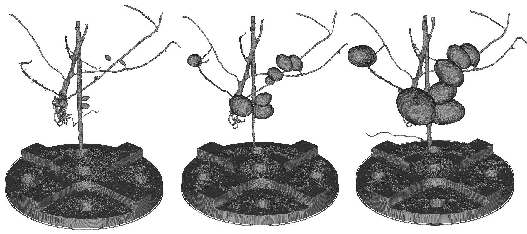 Röntgenbilder von Kartoffeln in unterschiedlichen Wachstumsphasen