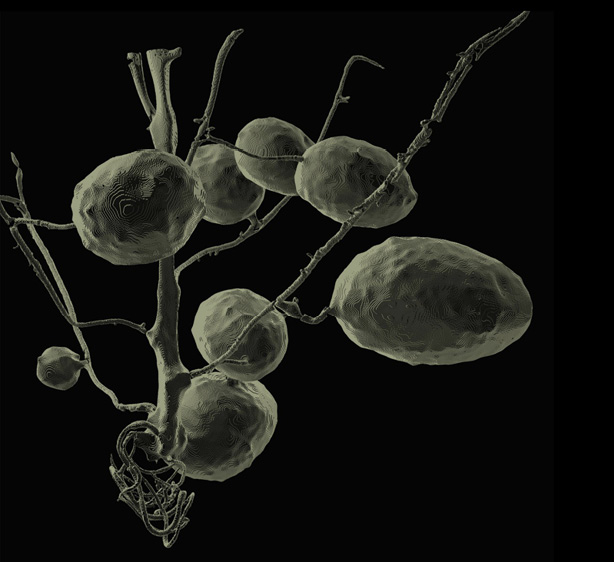 Röntgenlicht ermöglicht den Blick in die Erde: Kartoffelknollen in fortgeschrittener Wachstumsphase